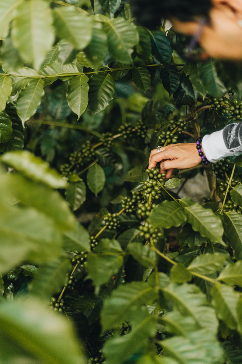 person holding green coffee tree